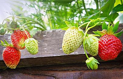 Fami通新一周销量榜 《鬼灭之刃：火神血风谭》登顶